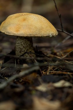 Ormanda yenilebilir mantar huş ağacı bolete