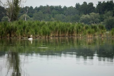 Gölde kuğu olan yaz manzarası