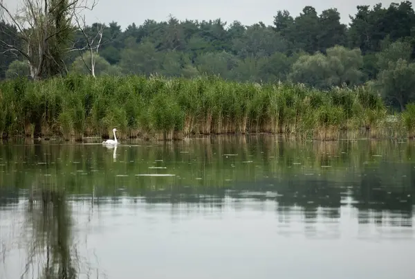 Gölde kuğu olan yaz manzarası