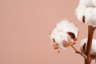 several branches with white cotton plant - autumn decoration on beige colored background,close up, negative space