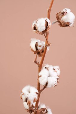 several branches with white cotton plant - autumn decoration on beige colored background,close up, negative space