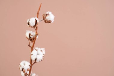 several branches with white cotton plant - autumn decoration on beige colored background,close up, negative space
