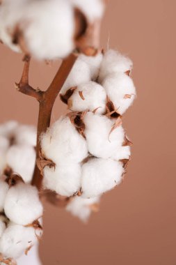 several branches with white cotton plant - autumn decoration on beige colored background,close up