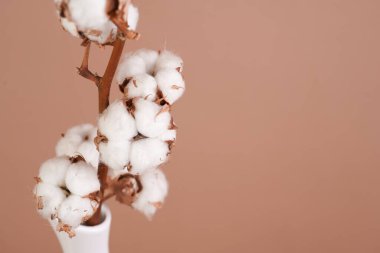 several branches with white cotton plant - autumn decoration on beige colored background,close up