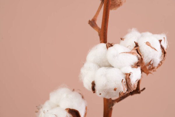 several branches with white cotton plant - autumn decoration on beige colored background,close up, negative space
