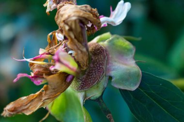 solmuş pembe şakayık çiçeği, solmuş, yaşlılık