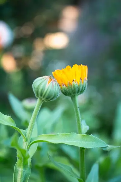 Close Marigold Bud Summer Flower — Stock Photo, Image