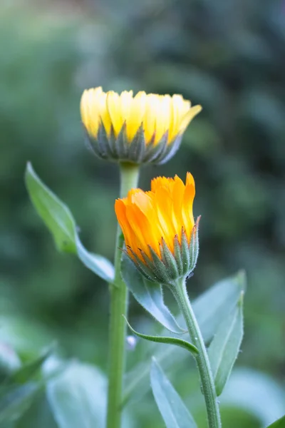 Πορτοκαλί Λουλούδι Marigold Κοντά Καλοκαίρι Φαρμακευτικό Σχέδιο — Φωτογραφία Αρχείου