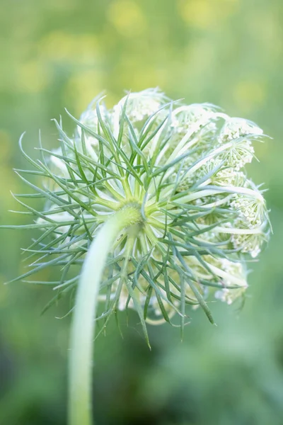 Garten Karottenblume Nahaufnahme Doldenblume Weiß — Stockfoto