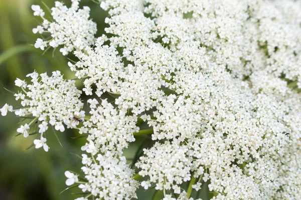 Kerti Sárgarépa Virág Közelkép Köldökvirág Fehér — Stock Fotó