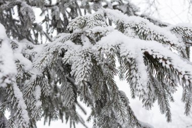 Buzlu ve karlı ladin dalları, kış atmosferi