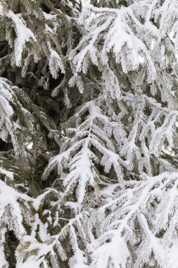 Buzlu ve karlı ladin dalları, kış atmosferi