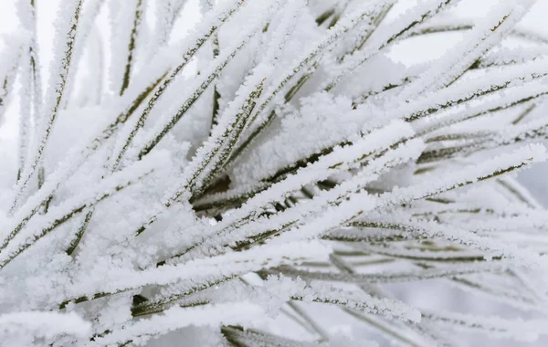 Ramo Pinho Com Geada Neve Floresta Inverno — Fotografia de Stock