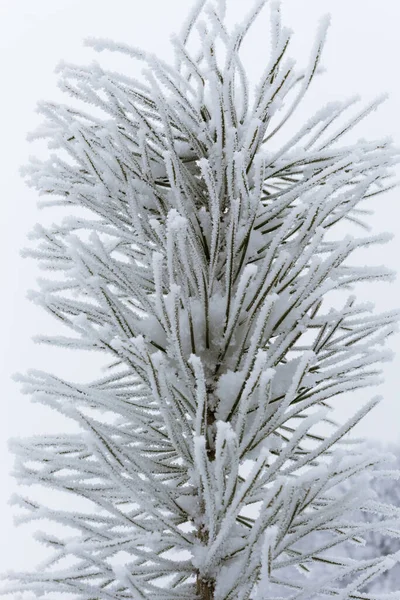 Κλαδί Πεύκου Παγετό Και Χιόνι Χειμερινό Δάσος — Φωτογραφία Αρχείου