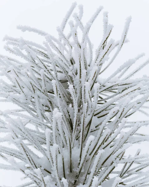 Сосновая Ветвь Морозом Снегом Зимний Лес — стоковое фото