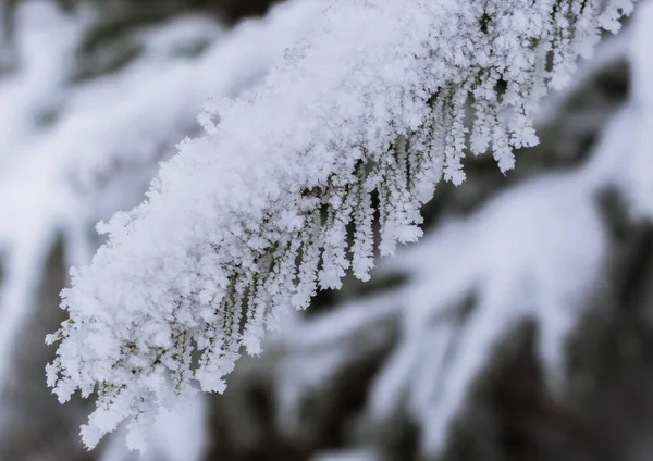 霜と雪と冬の雰囲気のあるトウヒの枝 — ストック写真