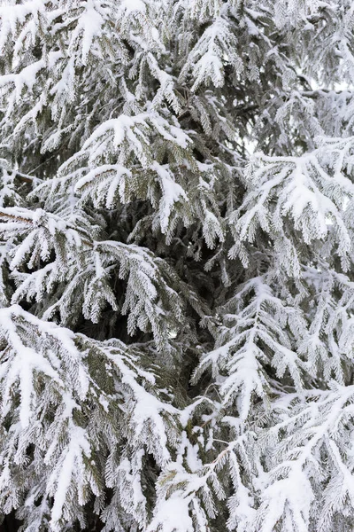 stock image spruce branches with frost and snow, winter atmospher