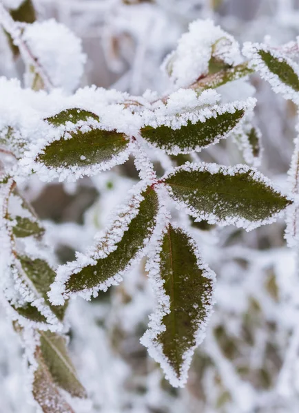 Isigt Löv Täckt Med Hesparfrost Vinterträdgård — Stockfoto