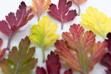 Krizantem sonbahar yaprakları, üst görünüm