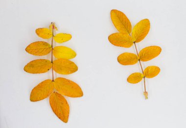 Beyaz arkaplanda sarı gül kalçası yaprakları, minimalis