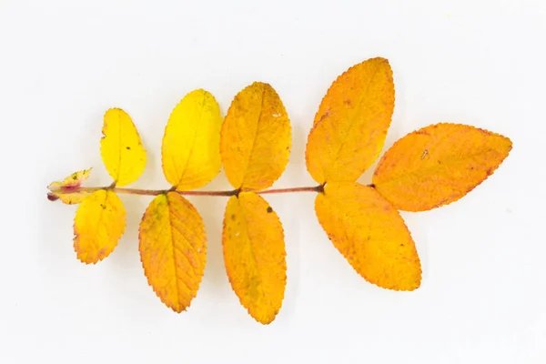 stock image yellow rosehip leaves on a white background, minimalis