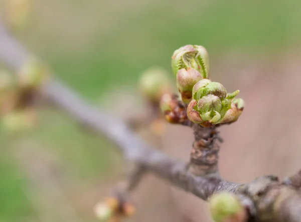 cherry buds, spring sprouts on a young tree