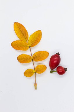 Böğürtlen ve gül yaprakları beyaz arka planda, yakın plan, sonbahar