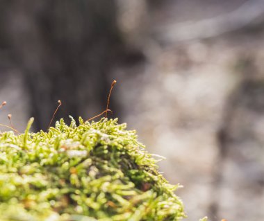 moss on an old stump in the fores