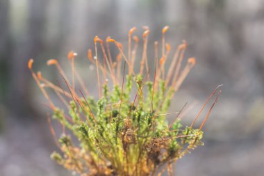 bunch of moss close-up, forest plan
