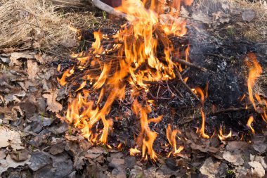 fire in the forest, dry leaves