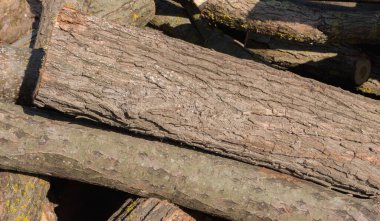 wooden logs, firewood for the winter