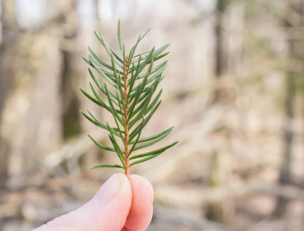 spruce twig in hand, close-up, spring forest