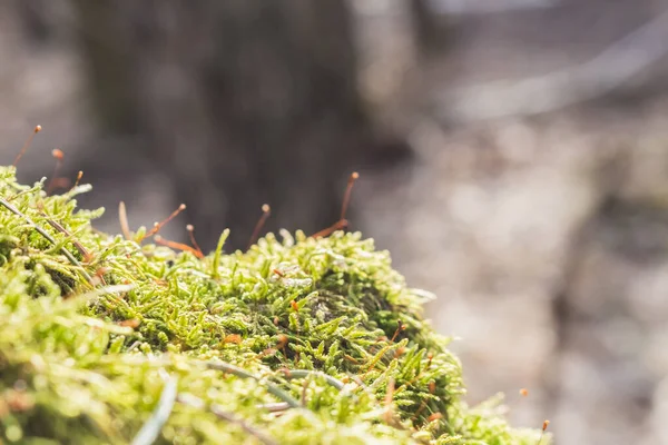 stock image moss on an old stump in the fores