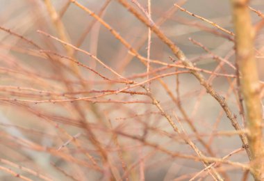 İğnesiz tarla dalları, kış zamanı