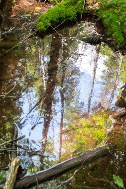 Su ormanındaki ağaçların yansıması