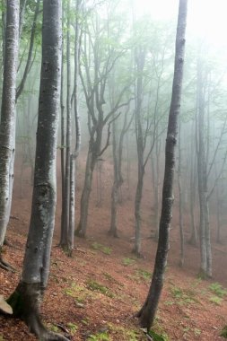 fog in the beech forest, morning time, Carpathians