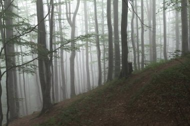 fog in the beech forest, morning time, Carpathians