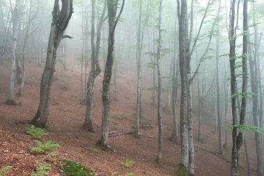fog in the beech forest, morning time, Carpathians