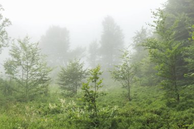 fog in the beech forest, morning time, Carpathians
