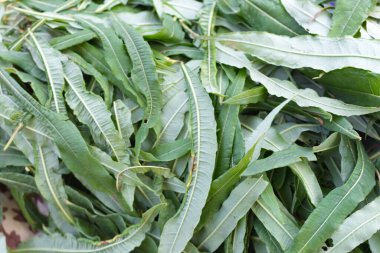 green leaves of Ivan tea, the process of harvesting herbal te