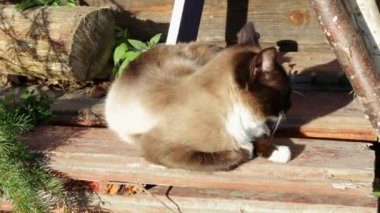Siamese cat basking in the sun, warm winter day, walking outside