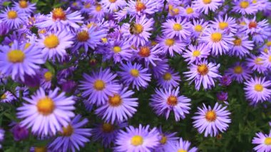 a bee collects honey on purple chrysanthemums, early autumn