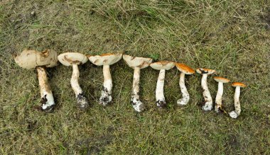 Boletus mantarlarından oluşan bir aile boyutuna göre bir sıra halinde toplanıp katlandı.