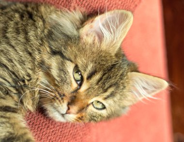 young gray cat with green eye