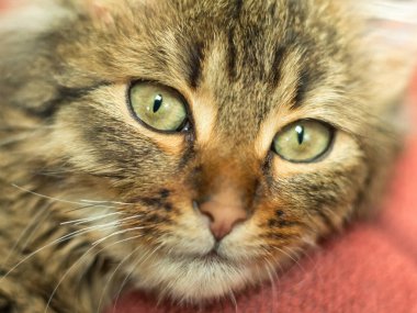 Yeşil gözlü genç gri kedi