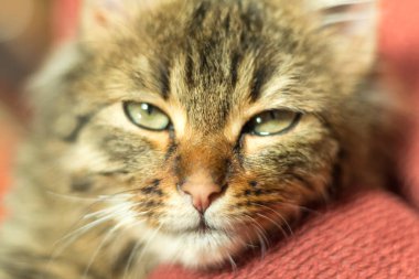 young gray cat with green eye