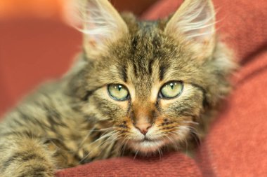 young gray cat with green eye