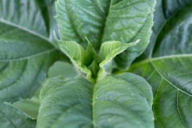 Jerusalem artichoke leaves close up, rosett