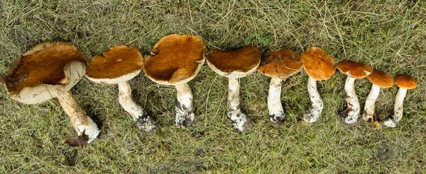 베투스 버섯을 모아서 크기에 접는다 — 스톡 사진