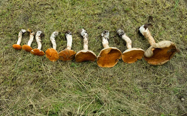 베투스 버섯을 모아서 크기에 접는다 — 스톡 사진